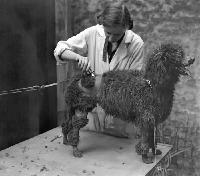 Framed Print : At a canine beauty parlour, Knightsbridge, London. Preparing dogs for a show. Shearing