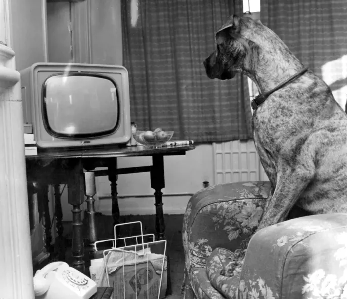 Framed Print : Canine Film Star. British number one beautiful brown eyed Great Dane called Junie