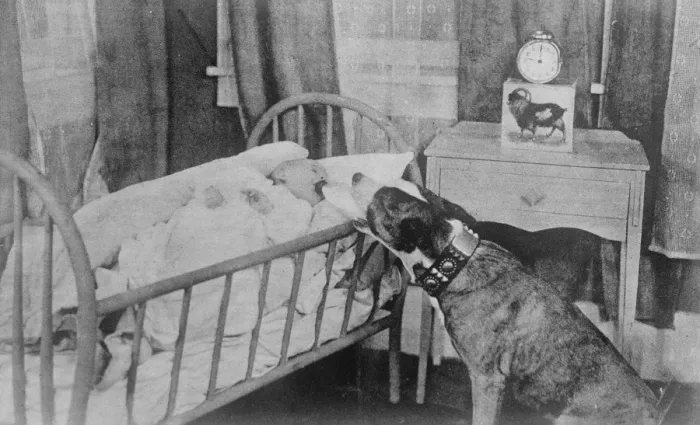 Framed Print : The canine nurse. Highest salaried dog on the Movies. Brownie, the highest Framed Print : The canine nurse. Highest salaried dog on the Movies. Brownie, the highest