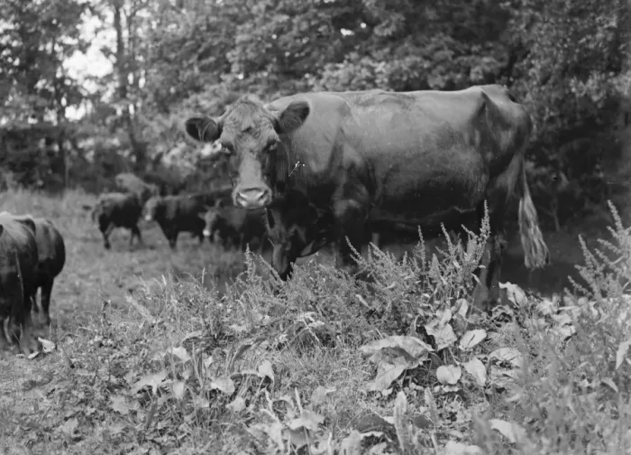 Framed Print : Cattle. 1935 Framed Print : Cattle. 1935