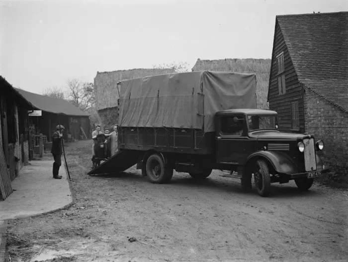 Framed Print : Cattle being loaded onto a truck at Burnham Grove Farm, Burham, Buckinghamshire Framed Print : Cattle being loaded onto a truck at Burnham Grove Farm, Burham, Buckinghamshire