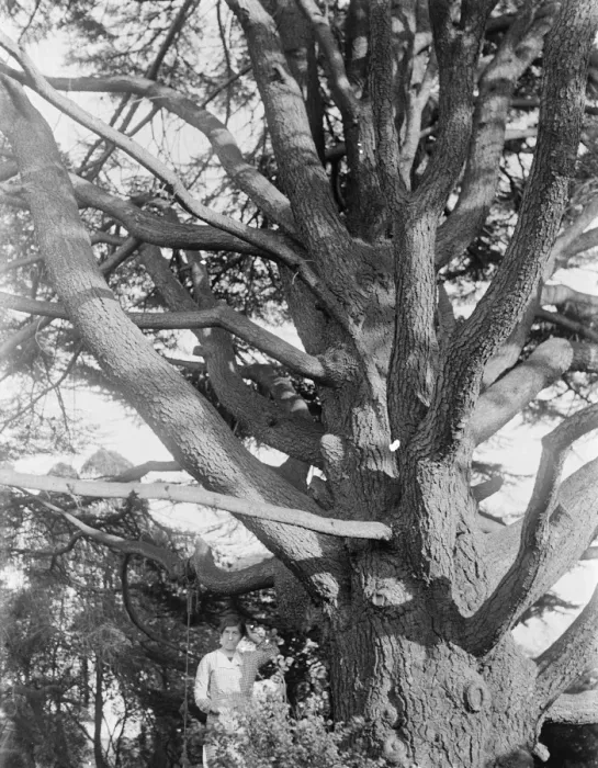 Framed Print : Cedar tree, Swanley, Kent. 1935 Framed Print : Cedar tree, Swanley, Kent. 1935