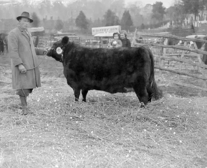 Framed Print : Champ Bull at Westerham, Kent. 1933