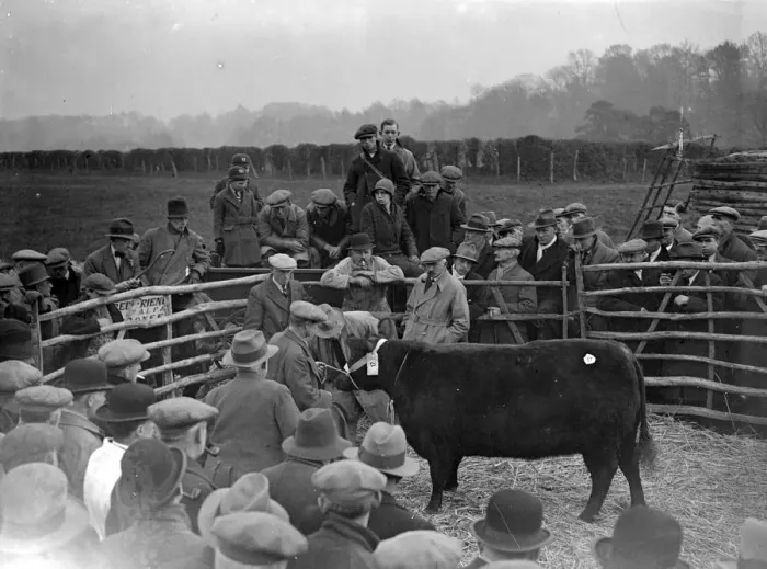 Framed Print : Champ Bull at Westerham, Kent. 1933 Framed Print : Champ Bull at Westerham, Kent. 1933