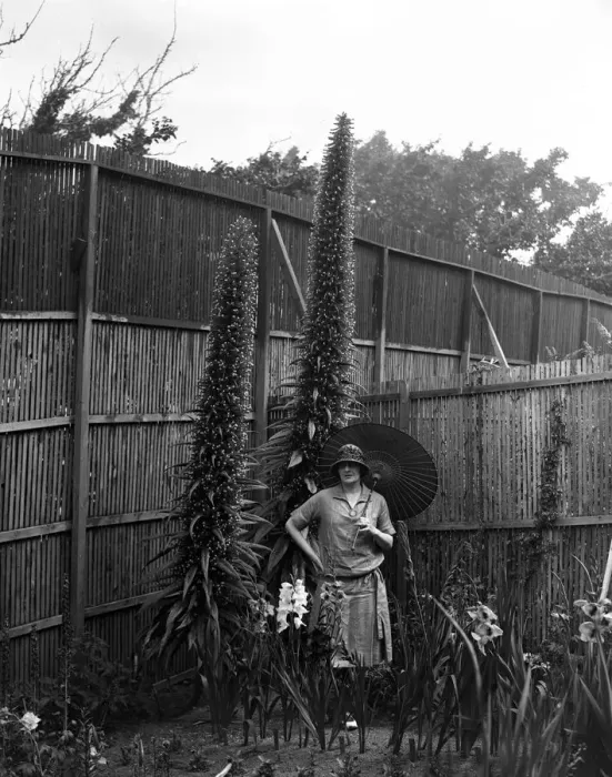 Framed Print : On her Channel Island home on Jethou, Mrs Compton Mackenzie and some fine echium Framed Print : On her Channel Island home on Jethou, Mrs Compton Mackenzie and some fine echium