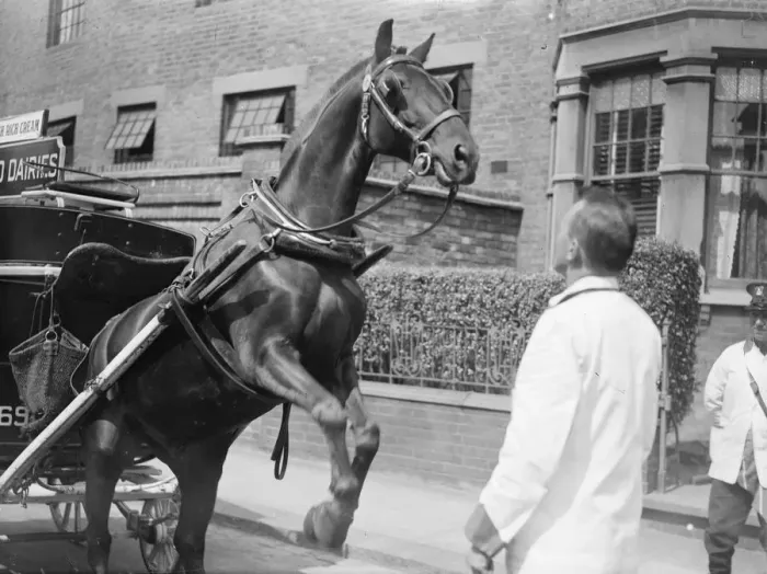 Framed Print : Charlie is only a milk pony but his tricks delight North London children