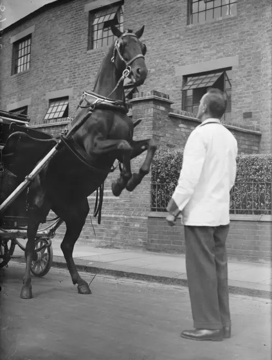 Framed Print : Charlie is only a milk pony but his tricks delight North London children Framed Print : Charlie is only a milk pony but his tricks delight North London children