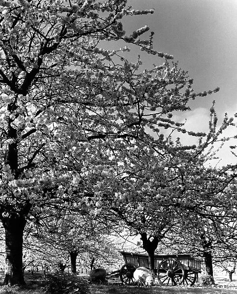 Cherry blossom orchard in full bloom Early Rivers on church Farm, Five Oaks Green