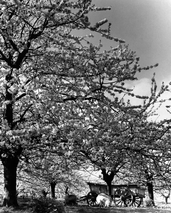 Framed Print : Cherry blossom orchard in full bloom Early Rivers on church Farm, Five Oaks Green Framed Print : Cherry blossom orchard in full bloom Early Rivers on church Farm, Five Oaks Green