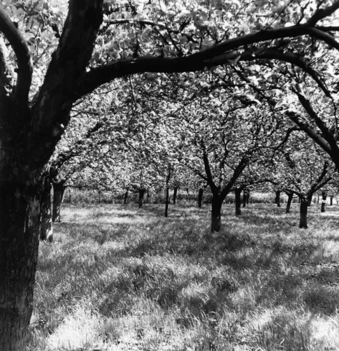Framed Print : Cherry blossom orchard, Kent, England