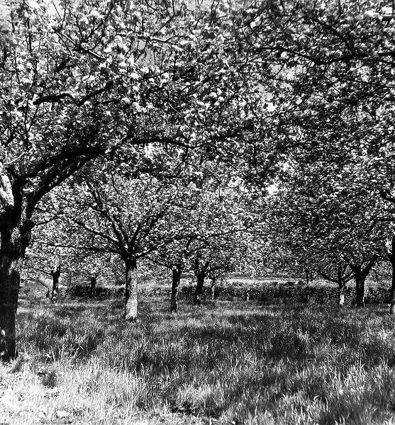 Cherry blossom orchard, Kent, England