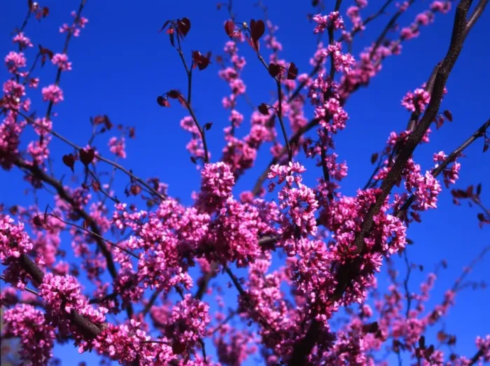 Framed Print : Cherry Blossom, to the south of the Mall, in Washington DC Framed Print : Cherry Blossom, to the south of the Mall, in Washington DC