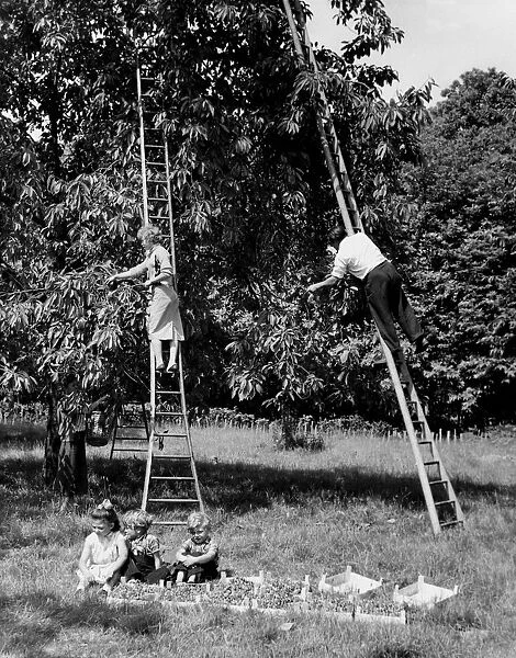 Cherry picking at a farm near Goudhurst in the vale of Kent 13th June 1959