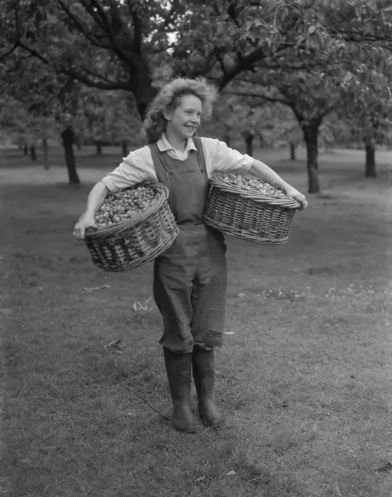 Framed Print : Cherry picking at a farm near Gravesend in Kent June 1946 Framed Print : Cherry picking at a farm near Gravesend in Kent June 1946