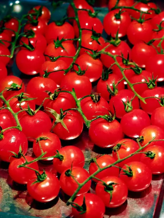 Framed Print : Cherry tomatoes on the vine on baking sheet before roasting in oven. credit: Marie-Louise Framed Print : Cherry tomatoes on the vine on baking sheet before roasting in oven. credit: Marie-Louise
