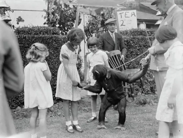 Framed Print : Children at the Dartford Carnival shake hands with a chimpanzee. 1937 Framed Print : Children at the Dartford Carnival shake hands with a chimpanzee. 1937
