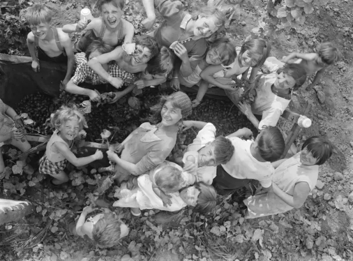 Framed Print : Children help hop picking. 1935 Framed Print : Children help hop picking. 1935