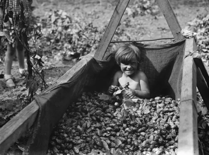 Framed Print : Children help hop picking. 1935 Framed Print : Children help hop picking. 1935