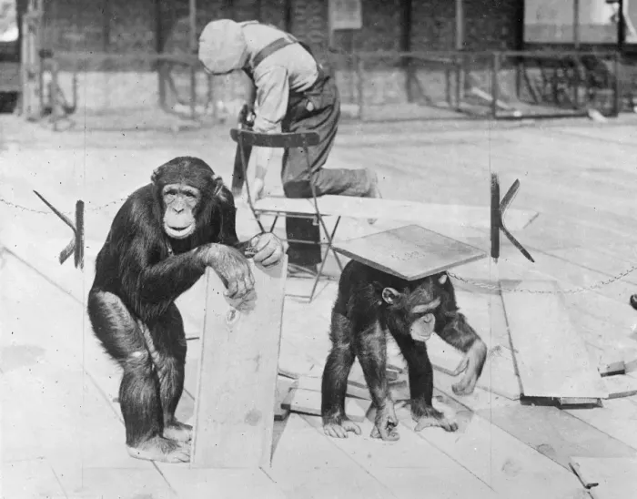 Framed Print : Chimps help with pets Corners new floor. Peters balancing act Framed Print : Chimps help with pets Corners new floor. Peters balancing act
