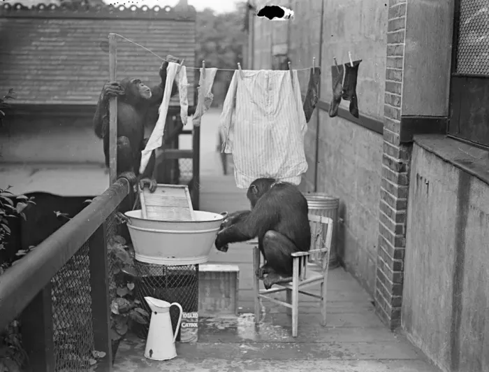 Framed Print : The chimps washing! Peter hangs out the clothes. When Peter and Jackie, the London Framed Print : The chimps washing! Peter hangs out the clothes. When Peter and Jackie, the London