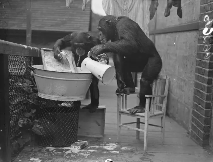 Framed Print : The chimps washing! Peter hangs out the clothes. When Peter and Jackie, the London Framed Print : The chimps washing! Peter hangs out the clothes. When Peter and Jackie, the London