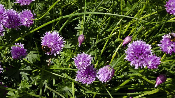 Chive flowers growing in garden with bees. credit: Marie-Louise Avery  /  thePictureKitchen