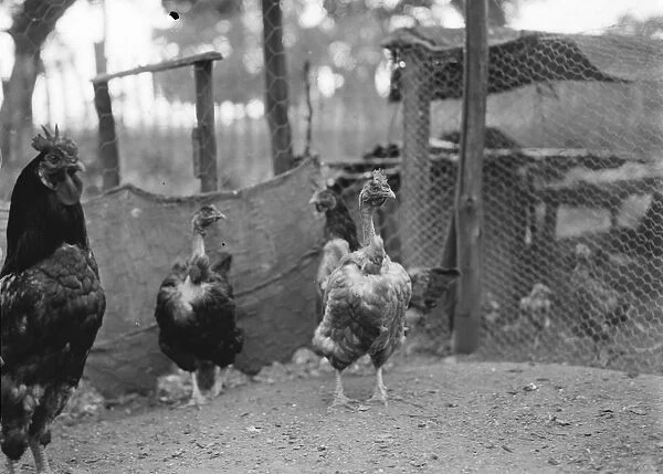 Churkeys, Southfleet. 1937 Transylvanian Naked Neck Chickens