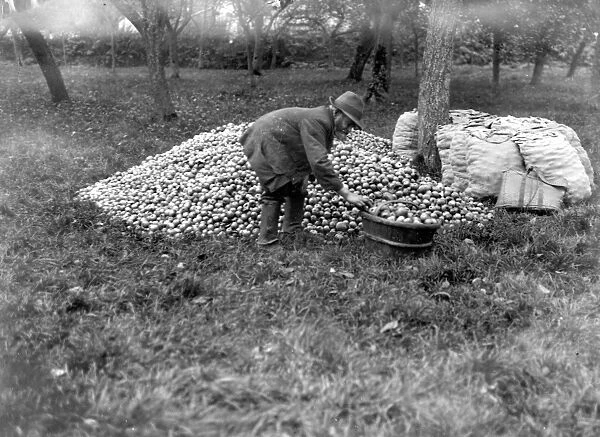 Cider making in Devenshire. 6 November 1919