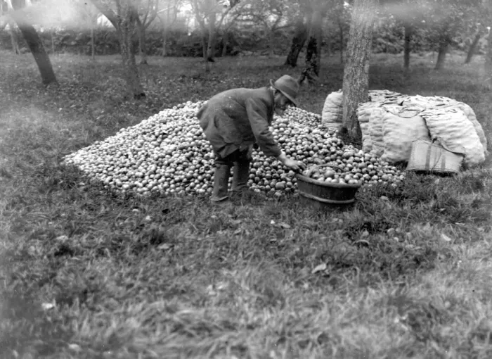 Framed Print : Cider making in Devenshire. 6 November 1919 Framed Print : Cider making in Devenshire. 6 November 1919