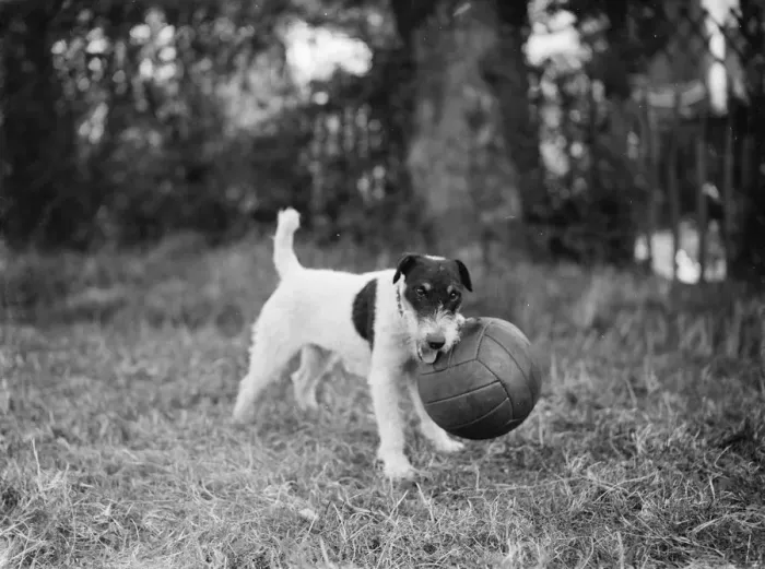 Framed Print : Cinders the dog guards her football. Sidcup, Kent. 24 September 1937 Framed Print : Cinders the dog guards her football. Sidcup, Kent. 24 September 1937