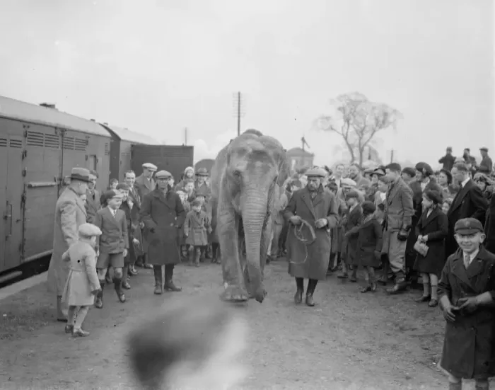 Framed Print : Circus elephants, (unloading) Bexley. 1938 Framed Print : Circus elephants, (unloading) Bexley. 1938