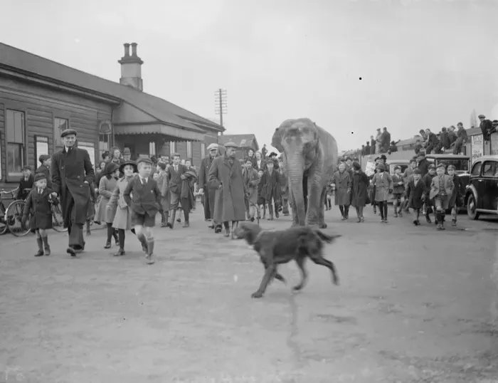 Framed Print : Circus elephants (unloading) Bexley. 1938 Framed Print : Circus elephants (unloading) Bexley. 1938