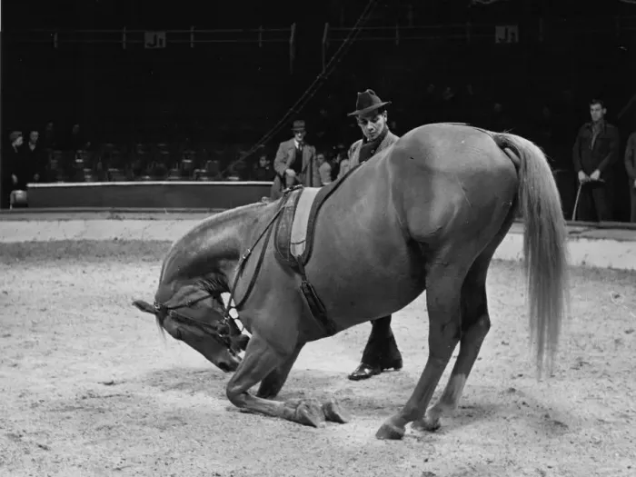 Framed Print : A circus horse performs one of its tricks in the circus ring Framed Print : A circus horse performs one of its tricks in the circus ring
