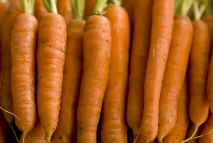 Framed Print : Close up of carrots lined up. credit: Marie-Louise Avery / thePictureKitchen / TopFoto Framed Print : Close up of carrots lined up. credit: Marie-Louise Avery / thePictureKitchen / TopFoto
