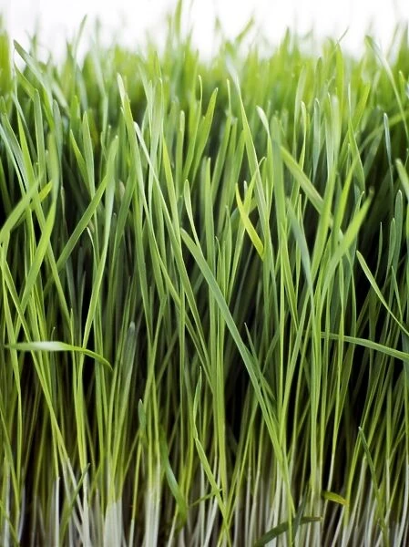 Close up of growing wheatgrass credit: Marie-Louise Avery  /  thePictureKitchen  /  TopFoto