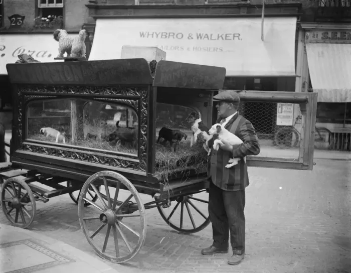 Framed Print : Collecting the dog boarders. An enterprising dog fancier at Cambridge collects Framed Print : Collecting the dog boarders. An enterprising dog fancier at Cambridge collects