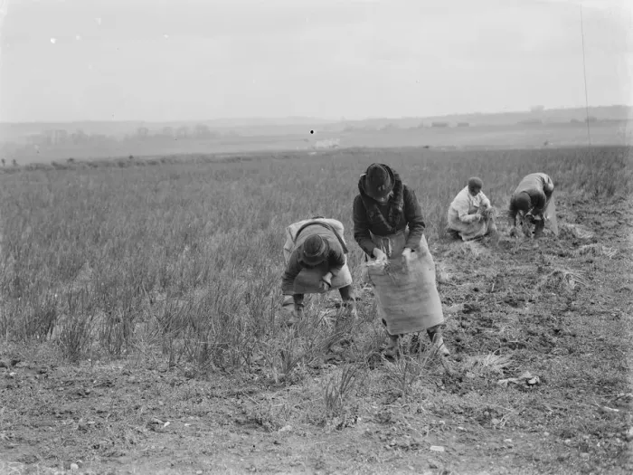 Framed Print : Collecting the spring onion crop in Hextable, Kent. Farm workers are plucking