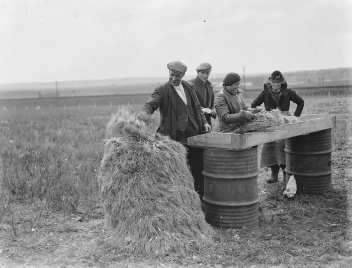Framed Print : Collecting the spring onion crop in Hextable, Kent. 1939