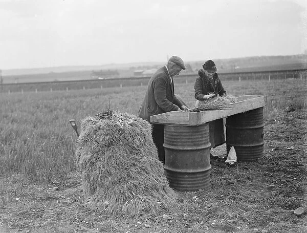 Collecting the spring onion crop in Hextable, Kent. 1939