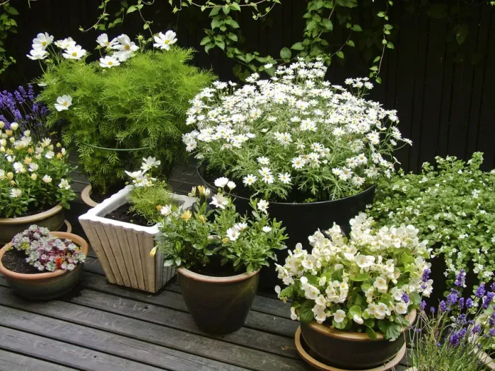 Framed Print : Collection of mostly white container plants on deck in high summer credit: Marie-Louise Framed Print : Collection of mostly white container plants on deck in high summer credit: Marie-Louise