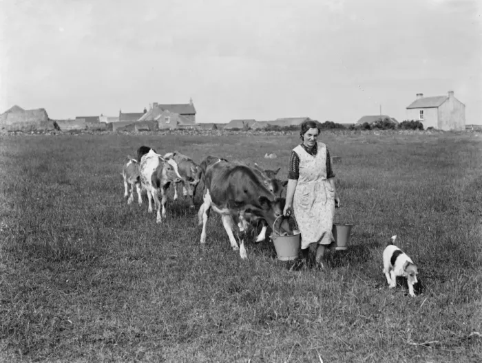 Framed Print : Cows following the farmer with the feed. 1936 Framed Print : Cows following the farmer with the feed. 1936
