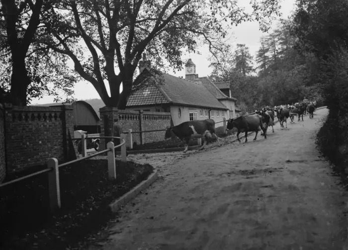 Framed Print : Cows going into New Barn Farm, Westerham, Kent. 1935