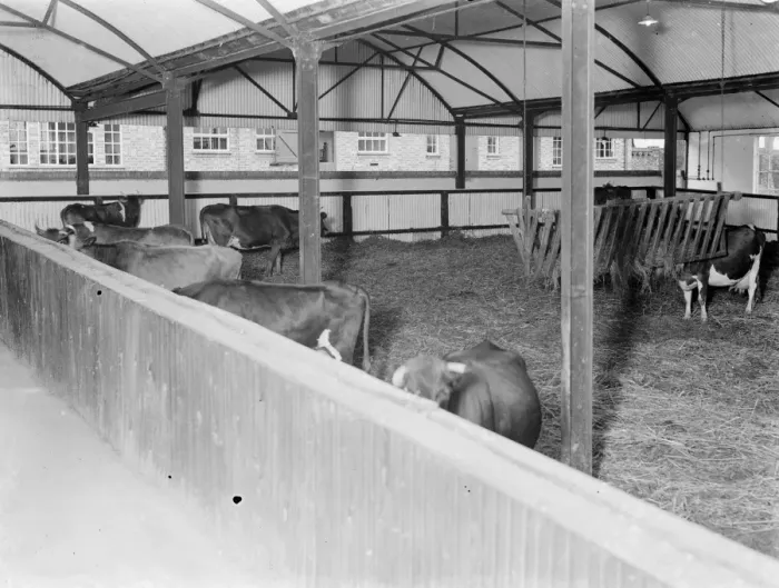 Framed Print : Cowshed interior. 1935 Framed Print : Cowshed interior. 1935