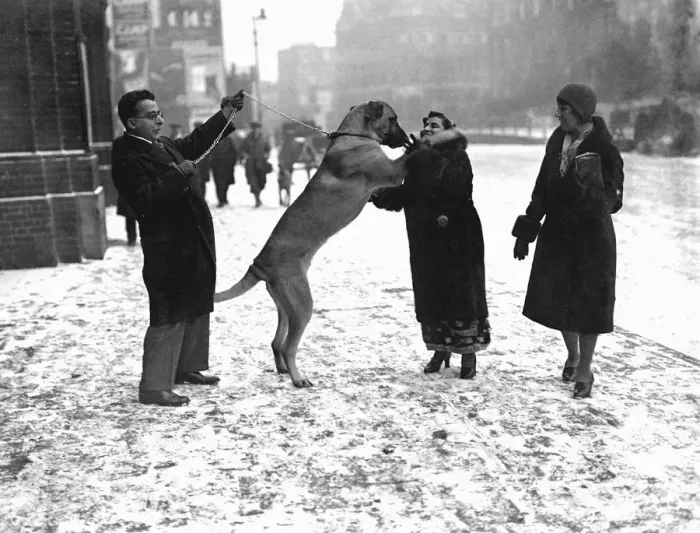 Framed Print : Crufts great dog show opens in snowstorm Dr. and Mrs. Tarapore and their Great Dane Framed Print : Crufts great dog show opens in snowstorm Dr. and Mrs. Tarapore and their Great Dane