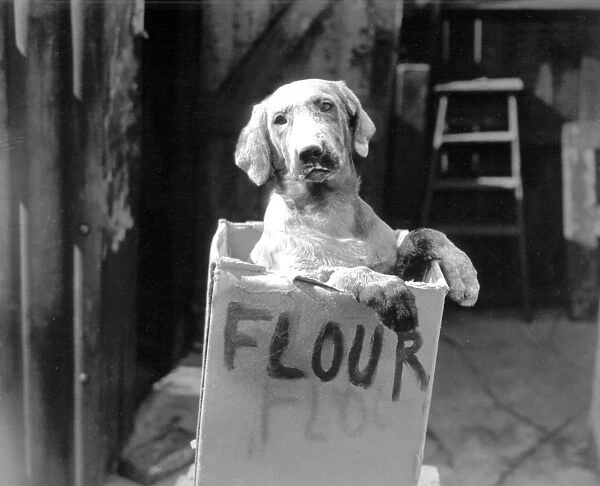 Cute dog in flour box