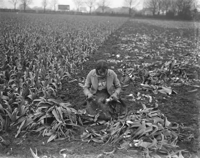 Framed Print : Cutting leeks down in Dartford marshes. 1939 Framed Print : Cutting leeks down in Dartford marshes. 1939