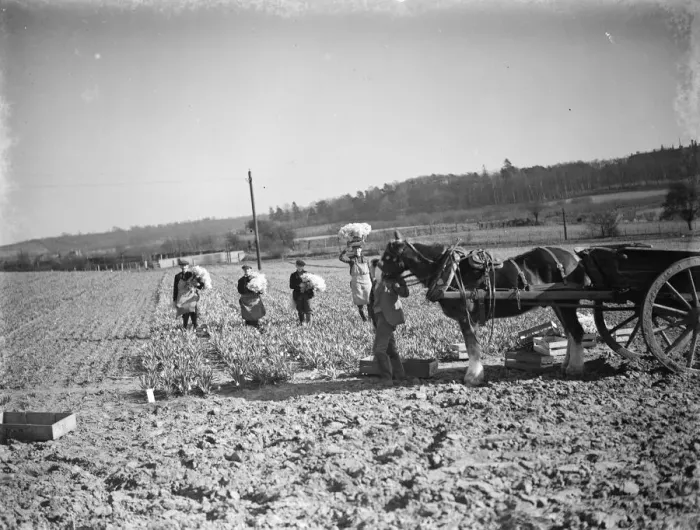 Framed Print : The daffodil harvest at Swanley in Kent. ( bunching ). 15 March 1938 Framed Print : The daffodil harvest at Swanley in Kent. ( bunching ). 15 March 1938