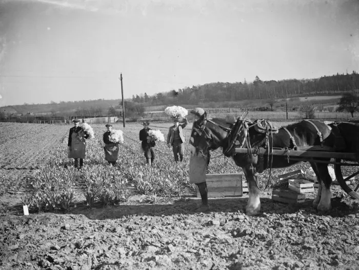 Framed Print : The daffodil harvest at Swanley in Kent. ( bunching ). 15 March 1938
