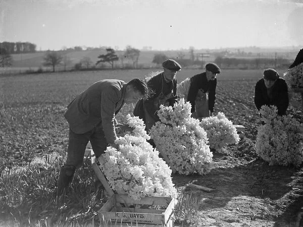 The daffodil harvest at Swanley in Kent. ( bunching ). 15 March 1938
