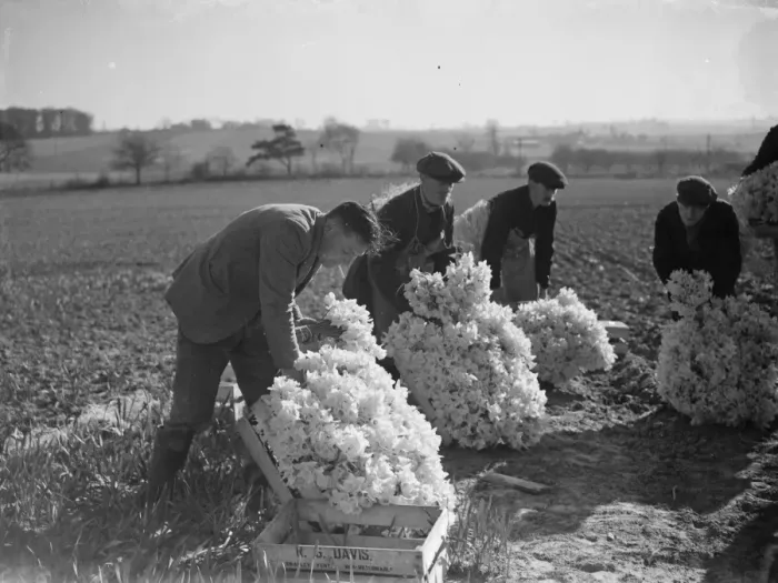 Framed Print : The daffodil harvest at Swanley in Kent. ( bunching ). 15 March 1938 Framed Print : The daffodil harvest at Swanley in Kent. ( bunching ). 15 March 1938